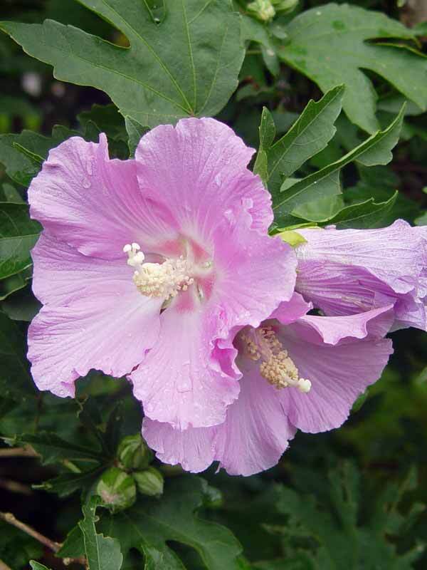 Hibiscus Pollypetite