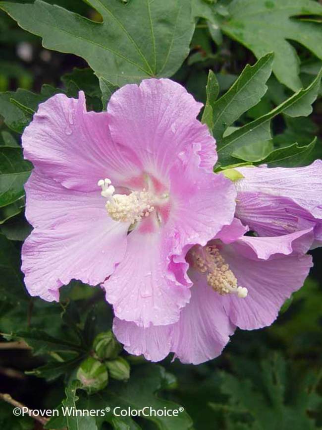 Hibiscus Pollypetite