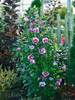 Hibiscus Purple Pillar