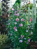 Hibiscus Purple Pillar