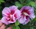 Hibiscus Purple Pillar