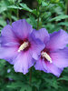 Hibiscus Paraplu Violet