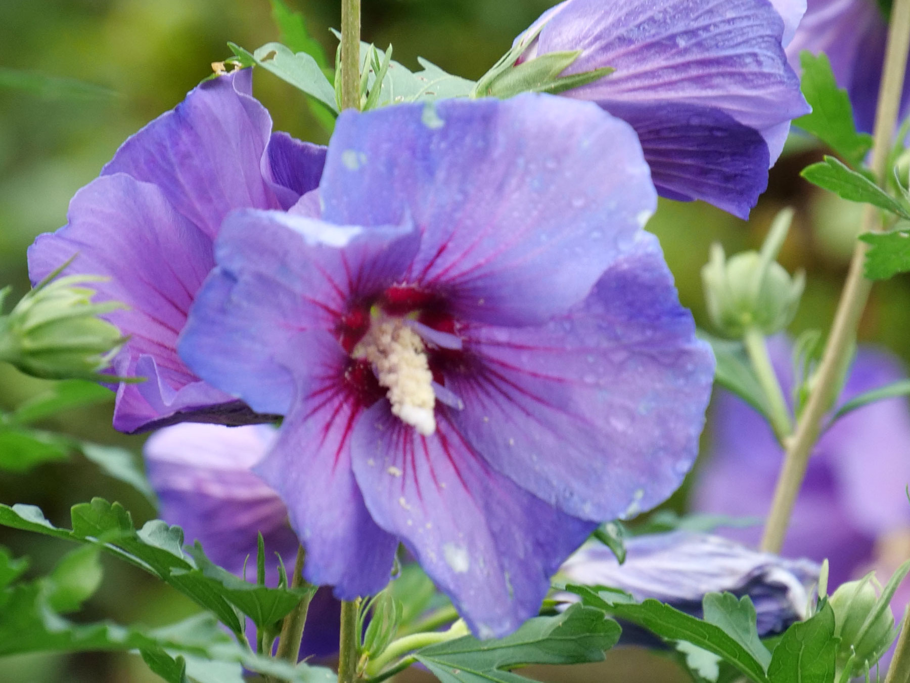 Hibiscus Paraplu Violet | Bluestone Perennials