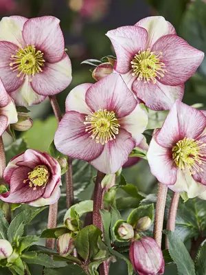Link to Helleborus Ice N&#39; Roses Carlotta
