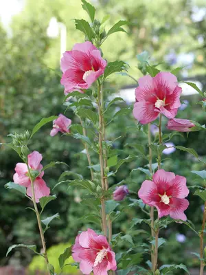 Link to Hibiscus Red Pillar&reg;