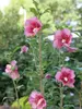 Hibiscus Red Pillar