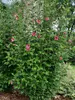 Hibiscus Red Pillar