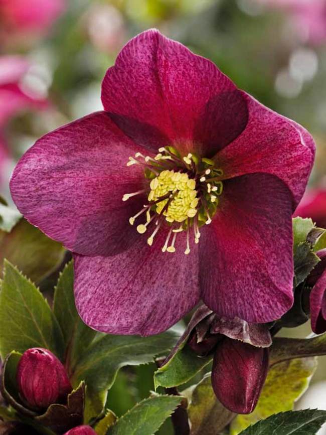 Helleborus Ice N' Roses Red