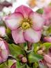 Helleborus Ice N' Roses Rose