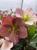 Helleborus Ice N' Roses Rose