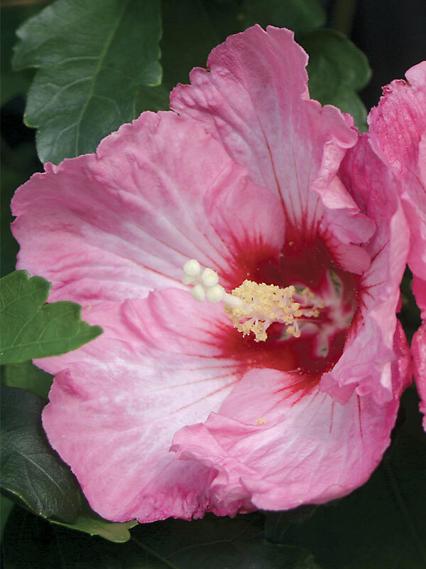 Hibiscus Ruffled Satin