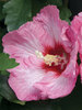 Hibiscus Ruffled Satin