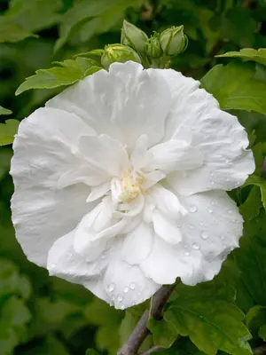 Link to Hibiscus White Chiffon&reg;	