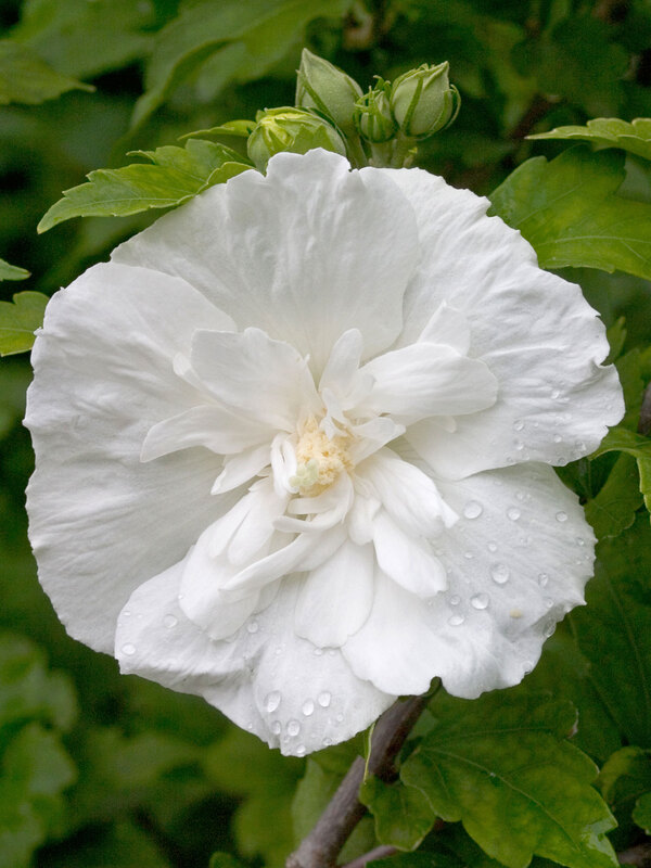 Hibiscus syriacus White Chiffon