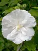 Hibiscus syriacus White Chiffon