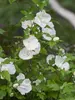 Hibiscus syriacus White Chiffon