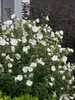 Hibiscus syriacus White Chiffon