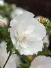 Hibiscus syriacus White Chiffon