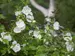 Hibiscus syriacus White Chiffon