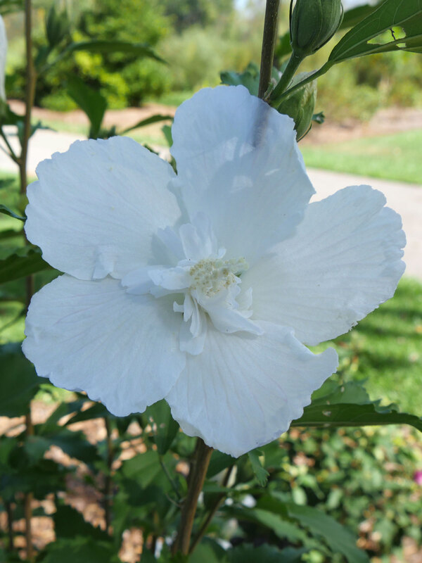Hibiscus White Pillar