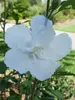 Hibiscus White Pillar