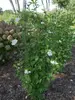 Hibiscus White Pillar