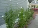 Hibiscus White Pillar