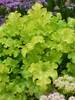 Heuchera Lime Ruffles