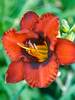 Hemerocallis Mighty Chestnut