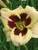 Hemerocallis Moonlit Masquerade