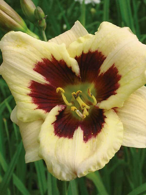 Hemerocallis Moonlit Masquerade