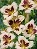 Hemerocallis Moonlit Masquerade