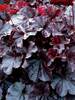 Heuchera Northern Exposure Black