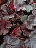 Heuchera Northern Exposure Black