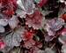 Heuchera Northern Exposure Black