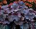 Heuchera Northern Exposure Black