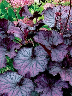 Link to Heuchera Northern Exposure&#153; Purple