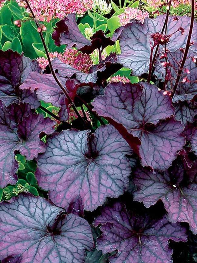 Heuchera Northern Exposure Purple