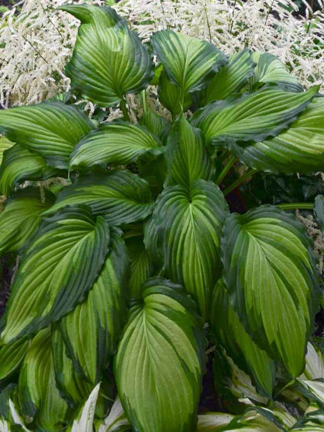 Hosta Angel Falls