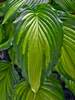 Hosta Angel Falls