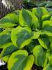 Hosta Afterglow