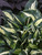 Hosta American Hero