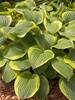 Hosta Abiqua Moonbeam