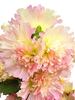 Hollyhock Spring Celebrities Apricot