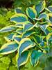 Hosta Autumn Frost