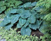 Hosta Blue-Angel