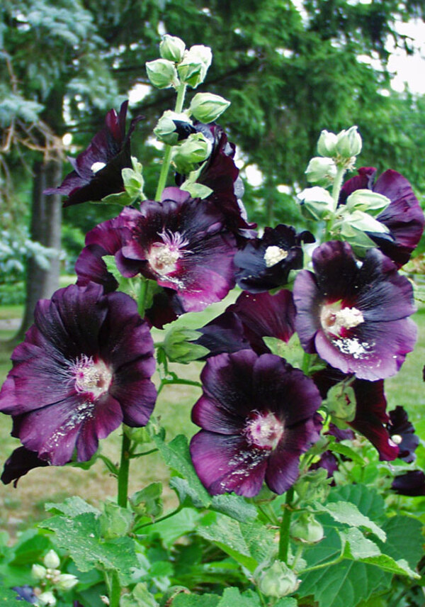 Hollyhock Black-Beauty