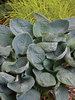 Hosta Big-Daddy