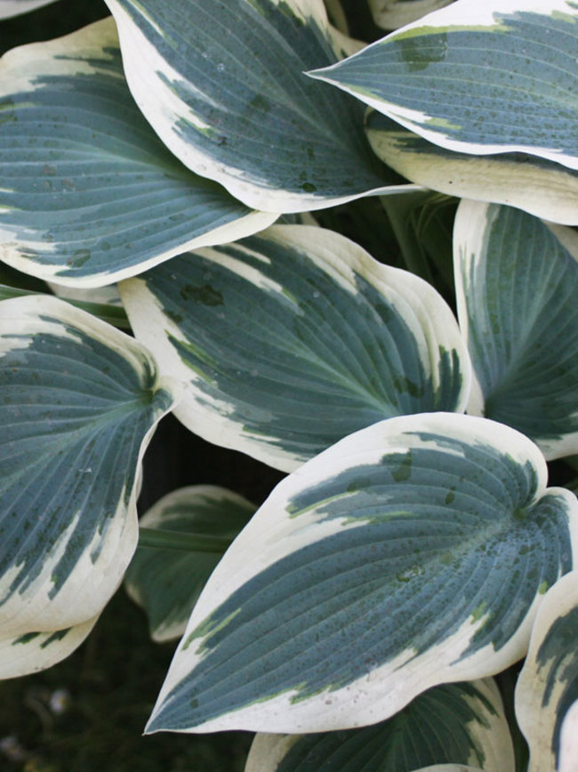 Hosta Blue Ivory