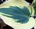 Hosta Blue Ivory